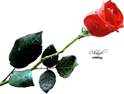 Full Red Rose PSD Full Red Rose PSD