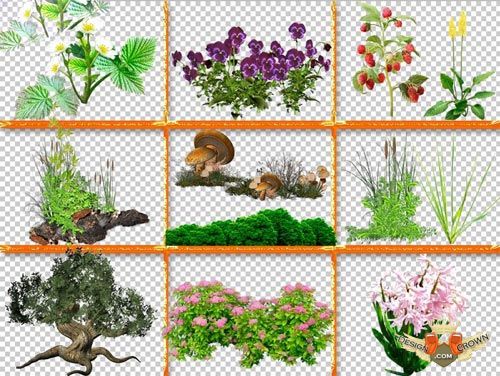 Green Plants with Transparent Background