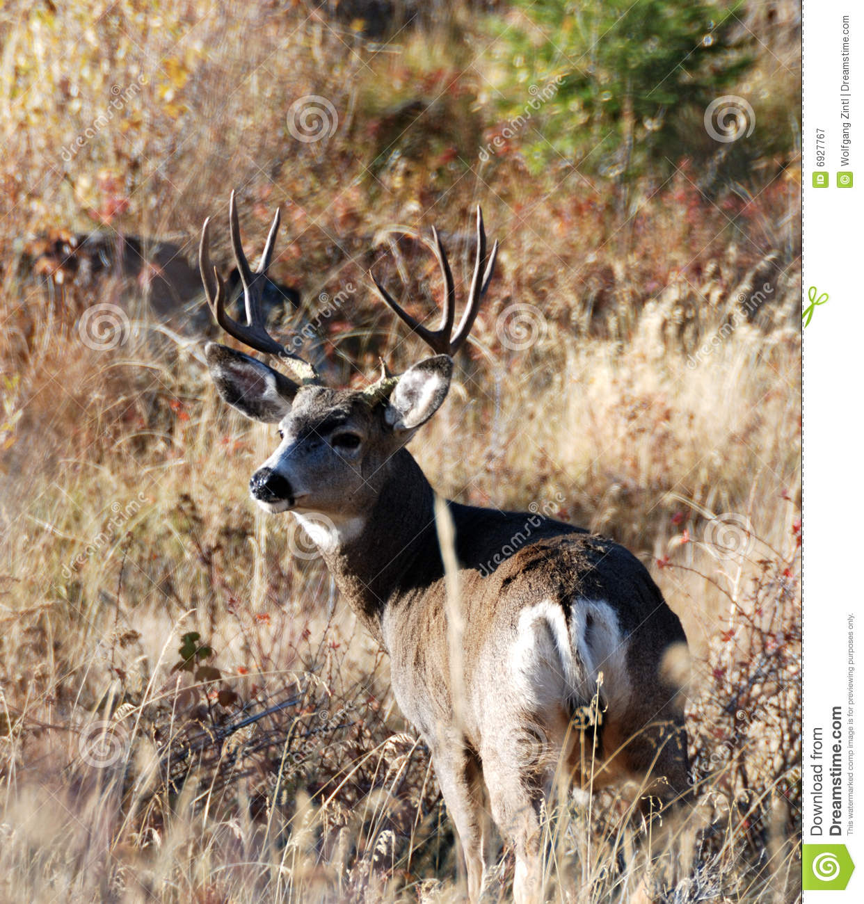Hunting Big Mule Deer Bucks