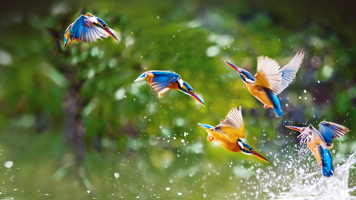 Kingfisher Bird Images Bing