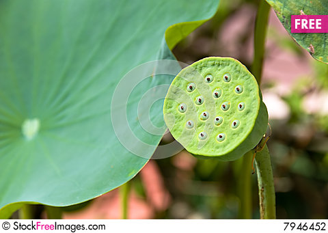 Lotus Bud