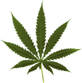 Marijuana Leaf