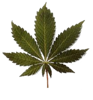 Marijuana Plant PSD