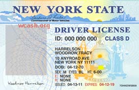 New York Drivers License Template