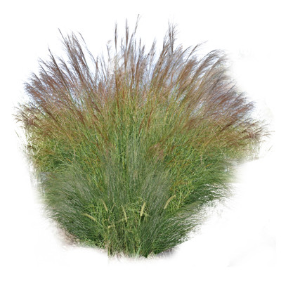 Ornamental Grass Texture