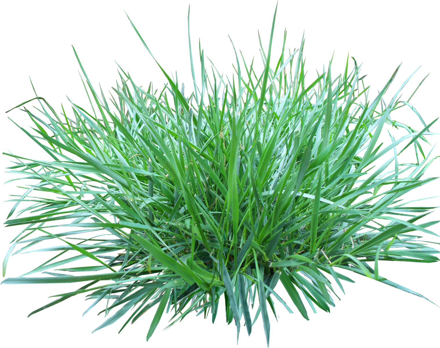 Ornamental Grass Transparent Background