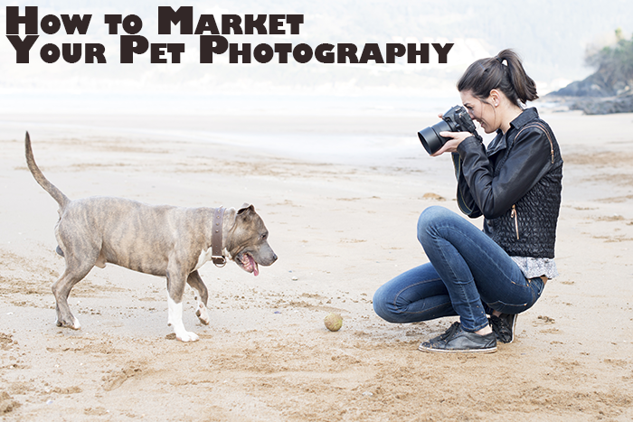 Pet Photography Backdrops