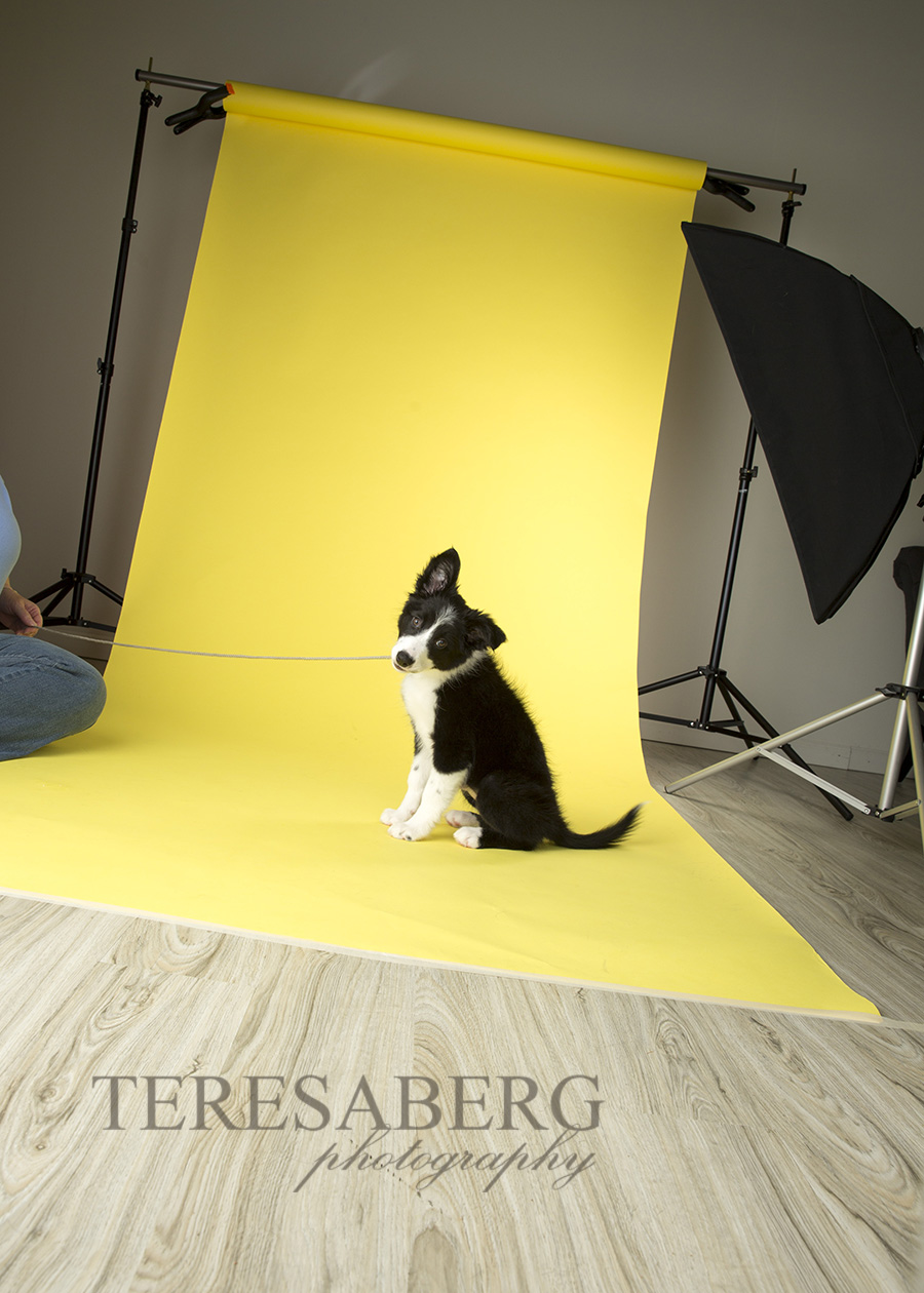 Pet Photography Studio Setup