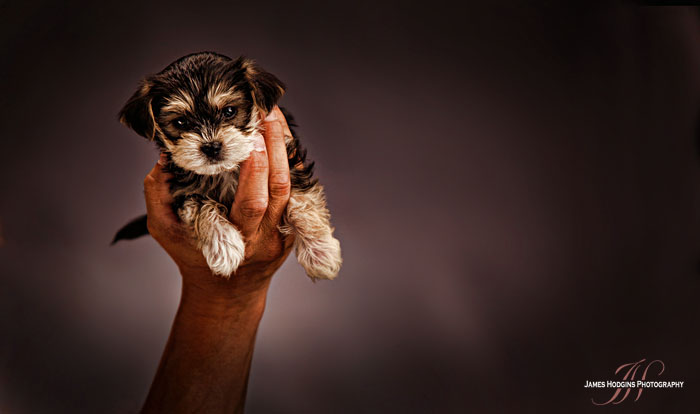 Pet Photography Studio