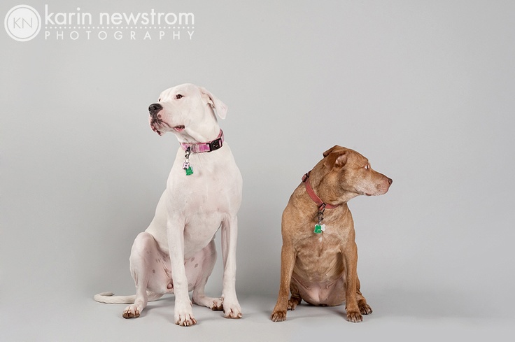 Pet Photography Studio