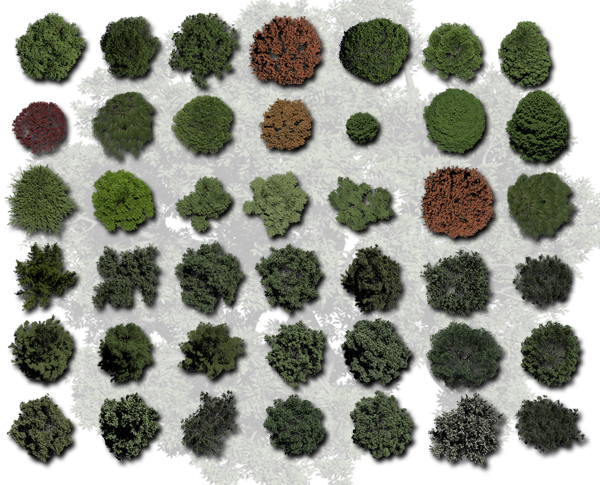 Photoshop Trees Plan View Shrubs Photoshop Trees Plan View Shrubs