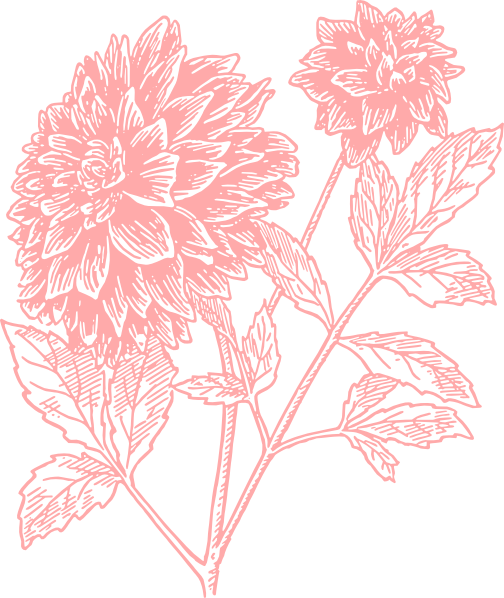 Pink Dahlia Flower Clip Art