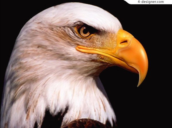 Realistic Drawings of Eagles Birds