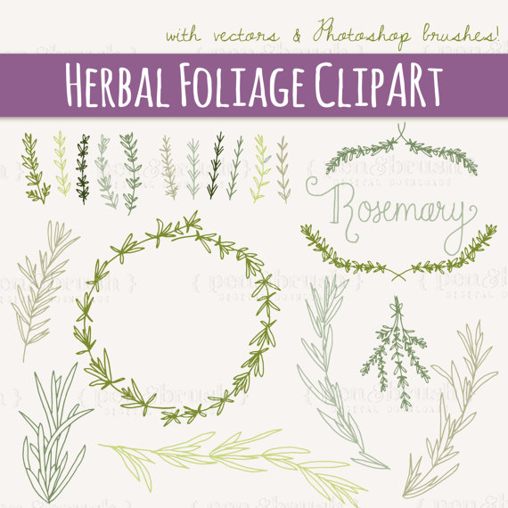 Rosemary Sprig Clip Art Free