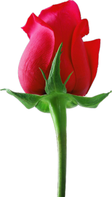 Single Red Rose Flower