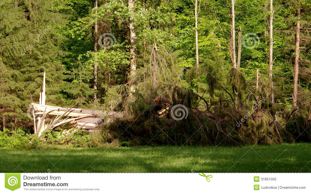 Strong Wind Tree