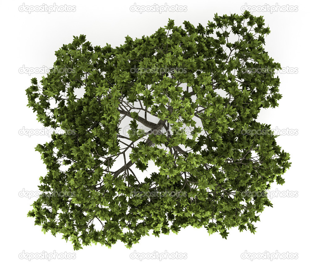 Top View Trees Plans Top View Trees Plans