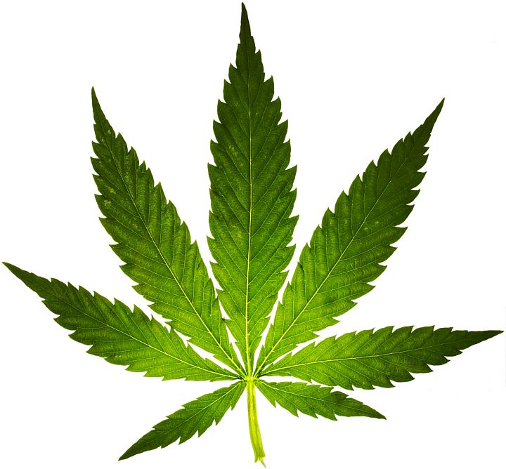 Transparent Green Marijuana Leaf