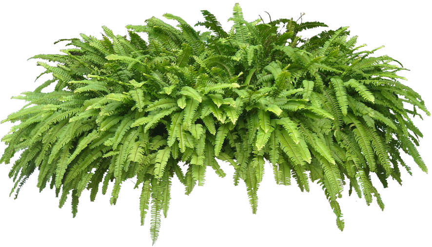 Tropical Plants with Transparent Background PNG Tropical Plants with Transparent Background PNG