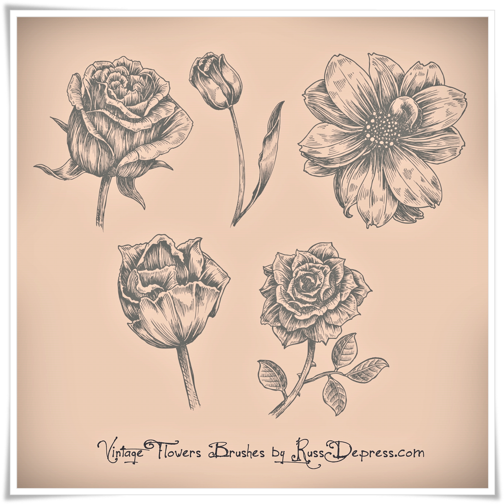 Vintage Flower Photoshop Brush