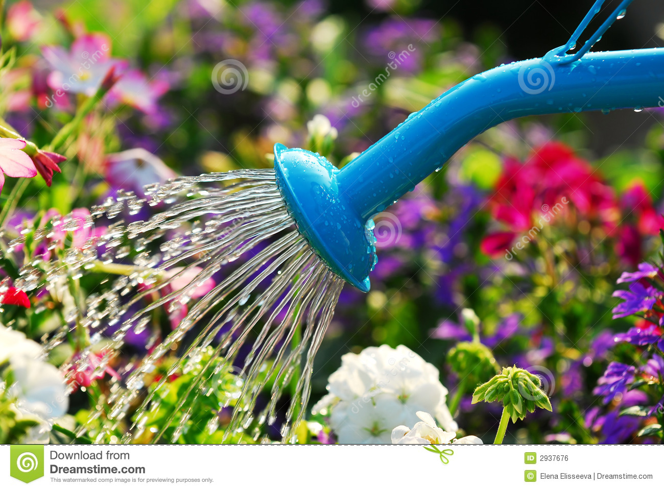 Watering Can Flowers