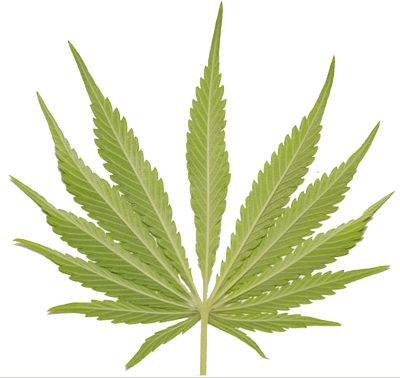 Weed Leaf PSD