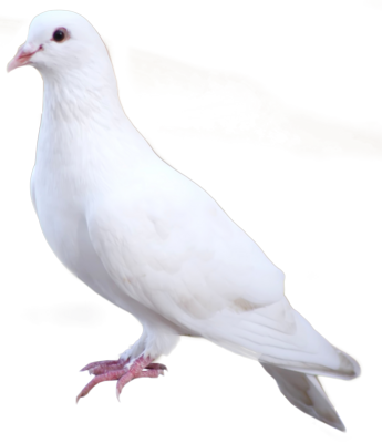 14 PSD White Dove Images