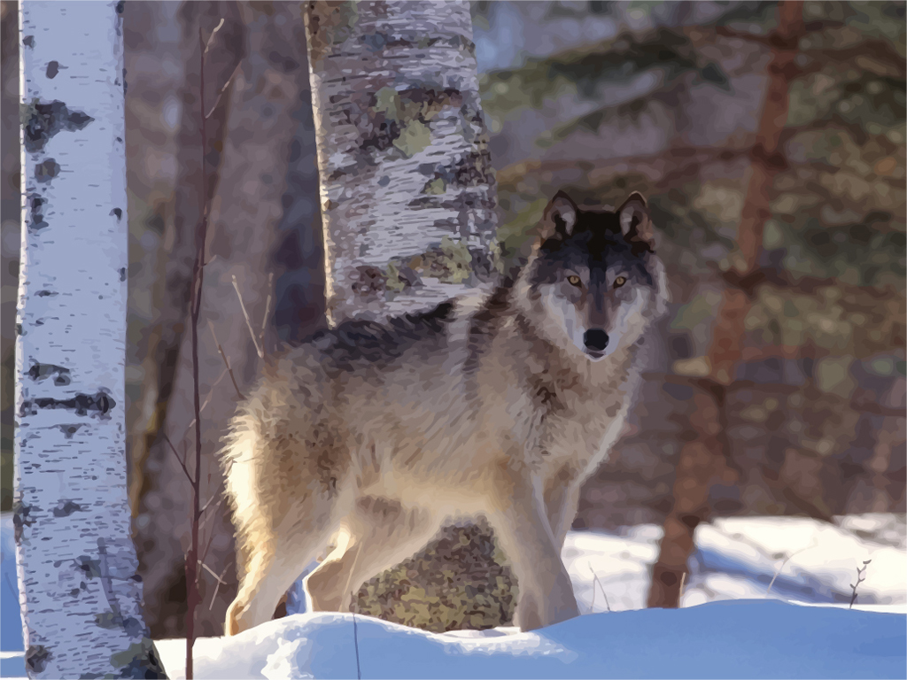 American Gray Wolf Pictures