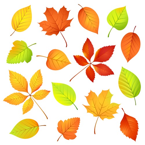 Autumn Leaf Vector Illustration