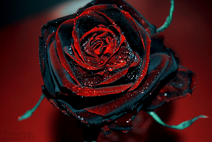 Black and Red Rose