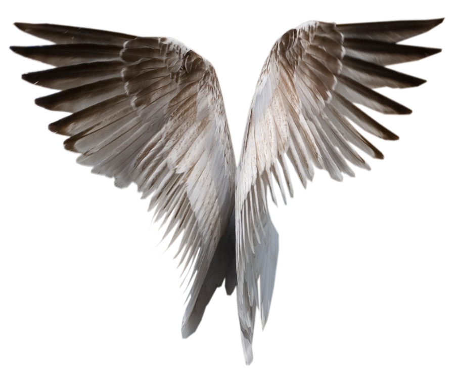 Black Angel Wings Transparent