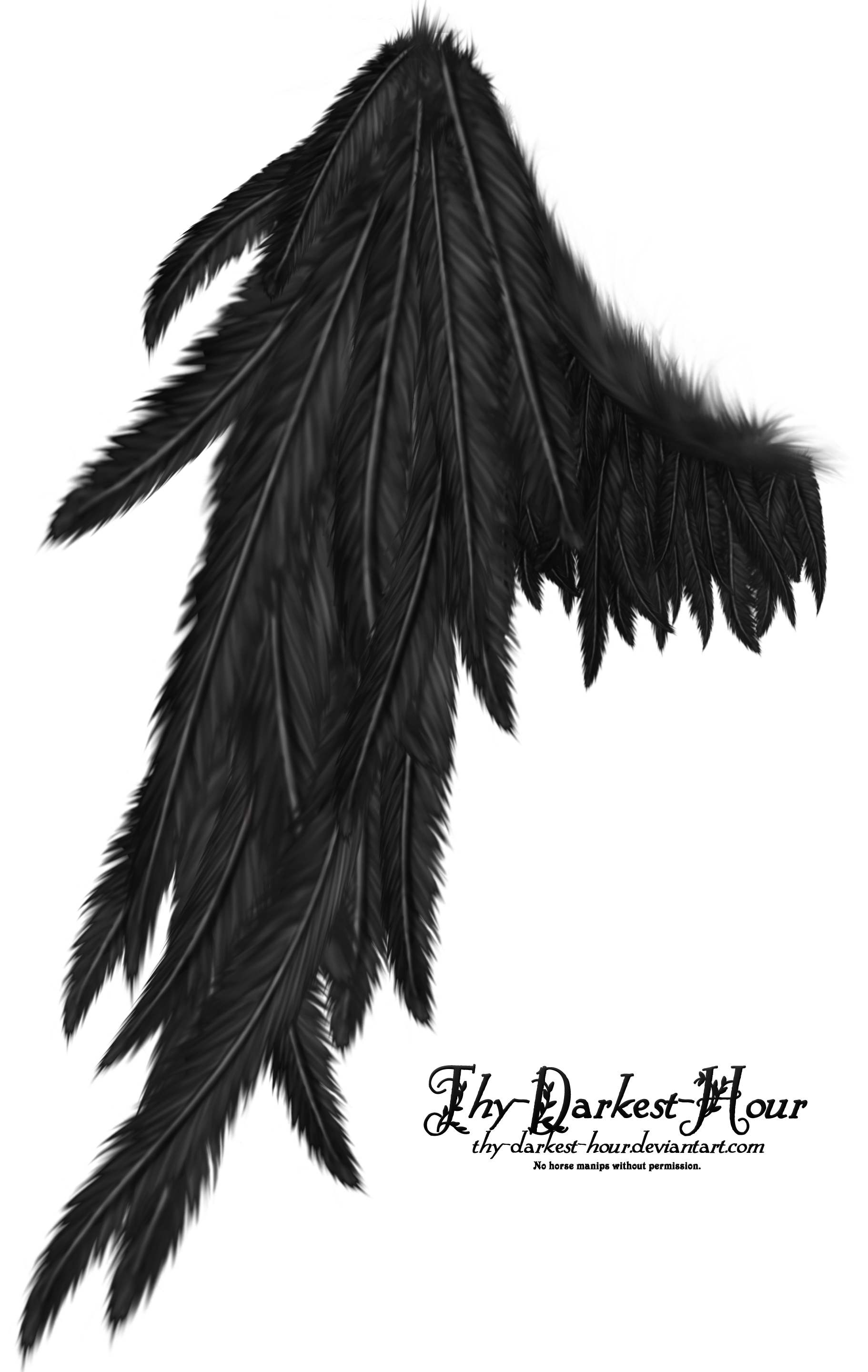 Black Angel Wings with Transparent Background