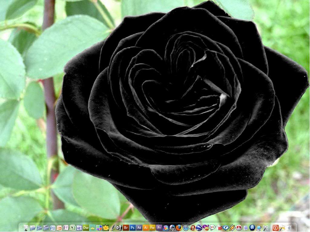 Black Rose Flower