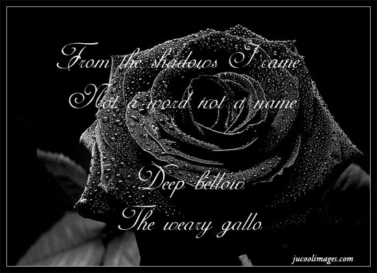 Black Roses with Quotes