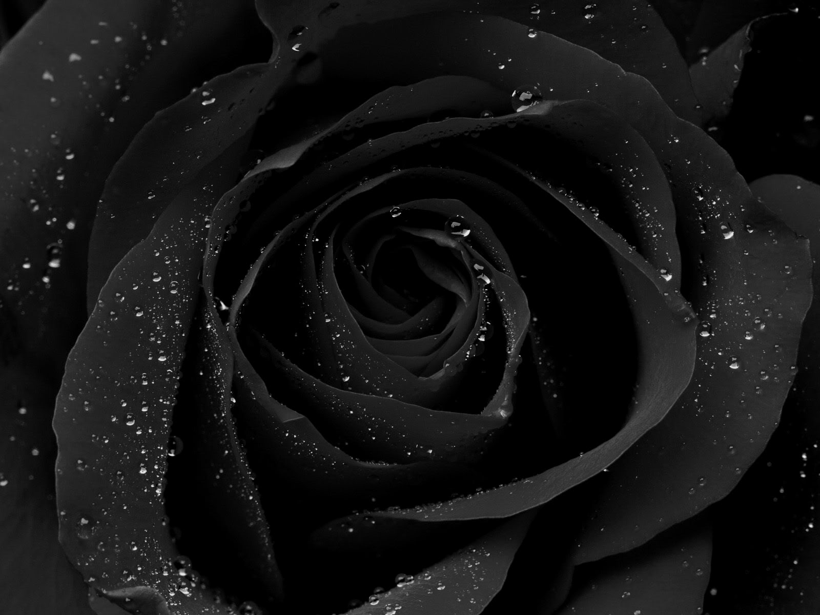 Black Roses