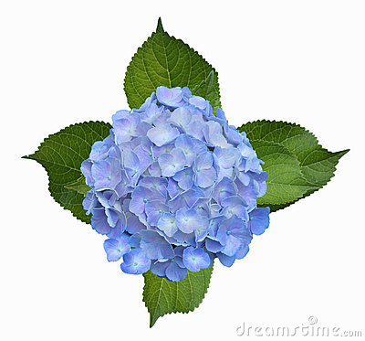 Blue Hydrangea Clip Art Free