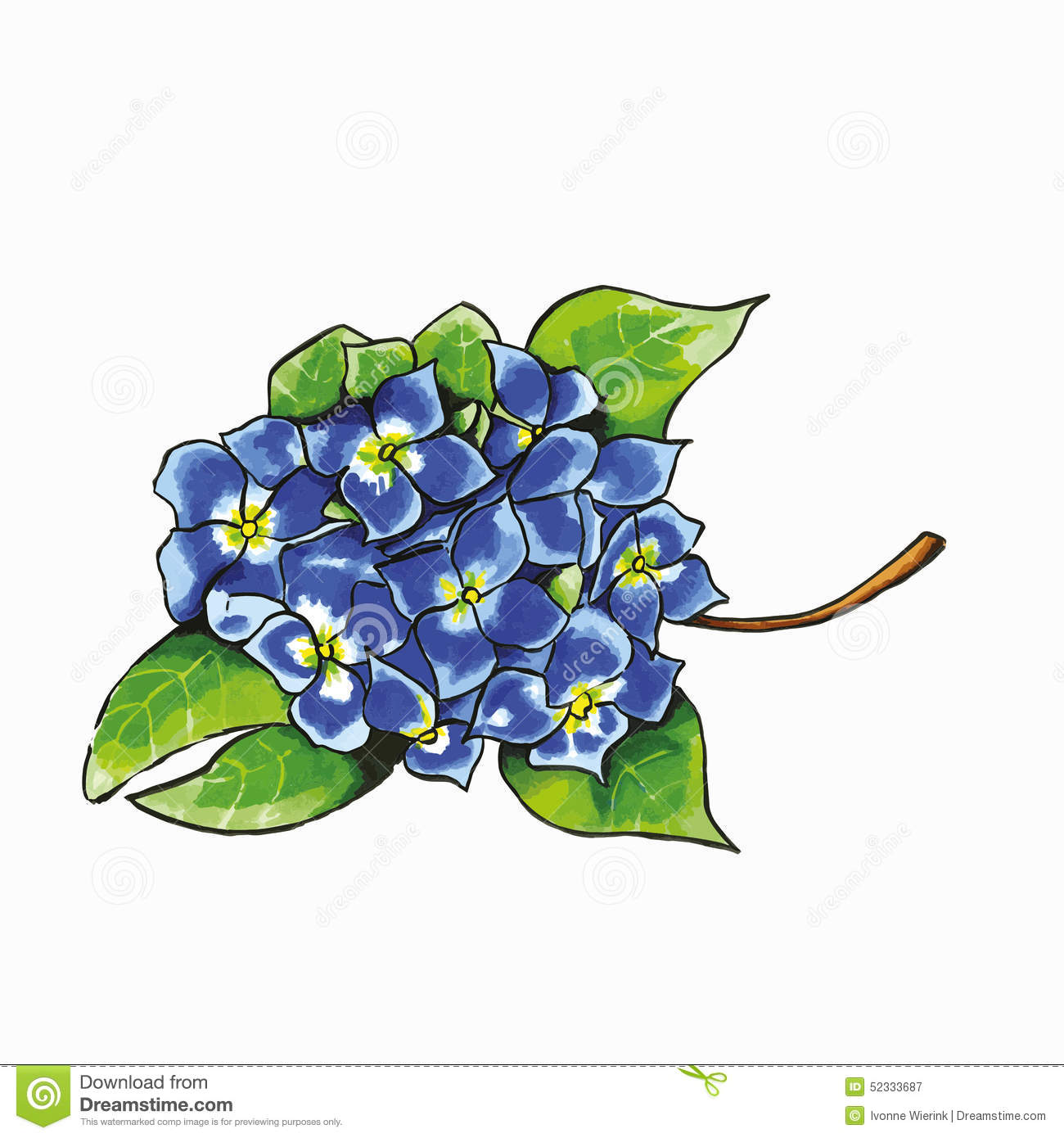 Blue Hydrangea Illustration