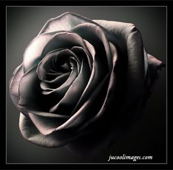 Cool Black Roses