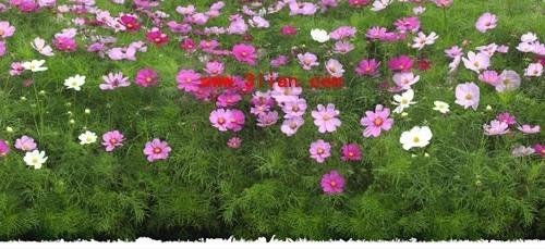 Flower Garden Template