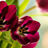 Flower Text Generator Flower Text Generator