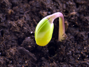Germinating Plant Seeds