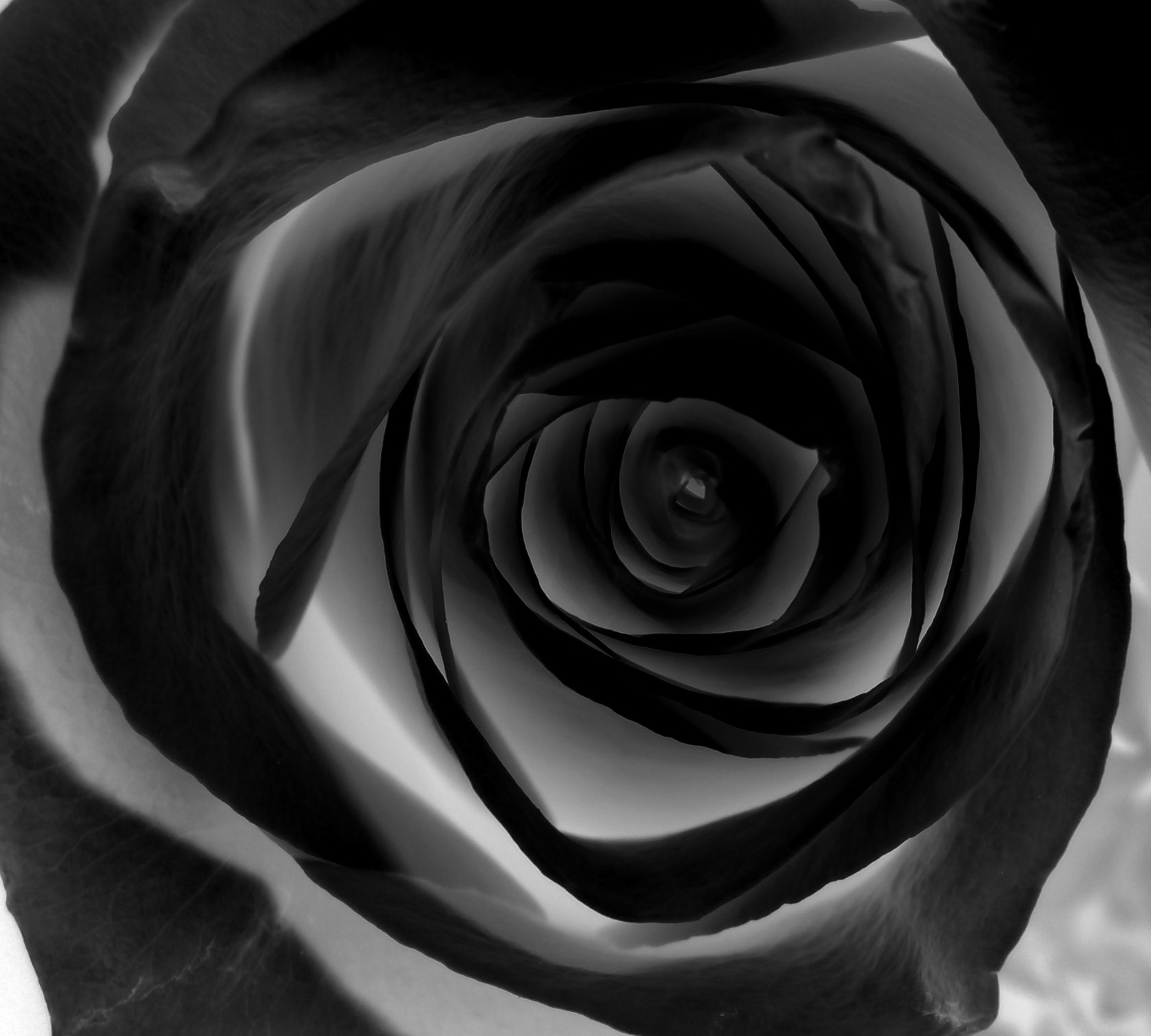 Gothic Black Roses