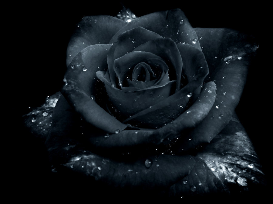 Gothic Black Roses