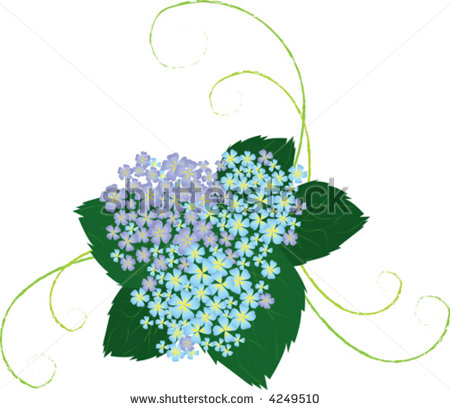 Hydrangea Vector Drawing