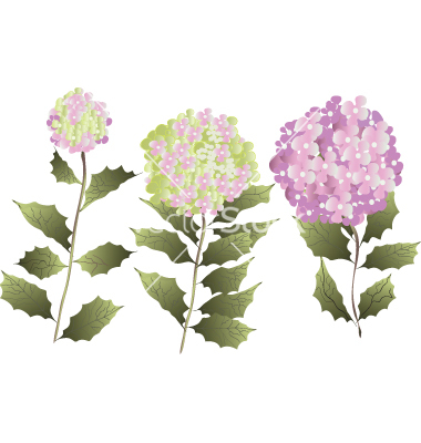 Hydrangea Vector Graphics