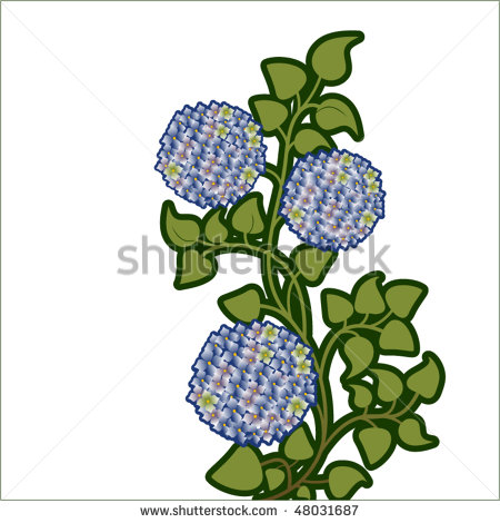 Hydrangea Vector