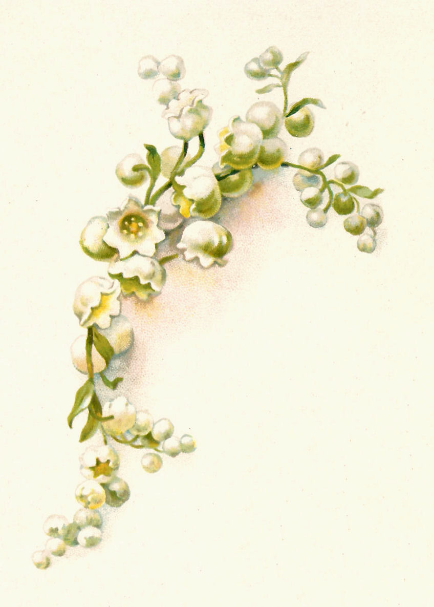 Lily of the Valley Illustration