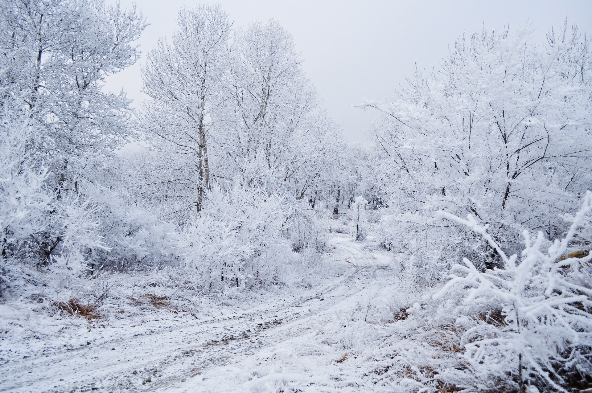 Public-Domain Images Snow Trees