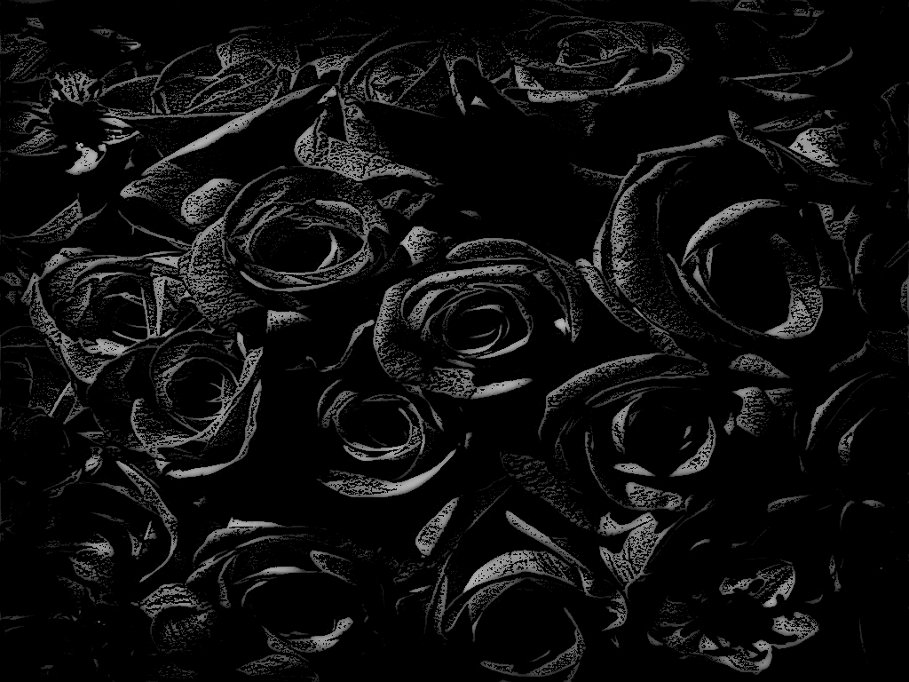 Rose Black Background Design