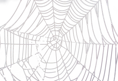 Spider Web PSD